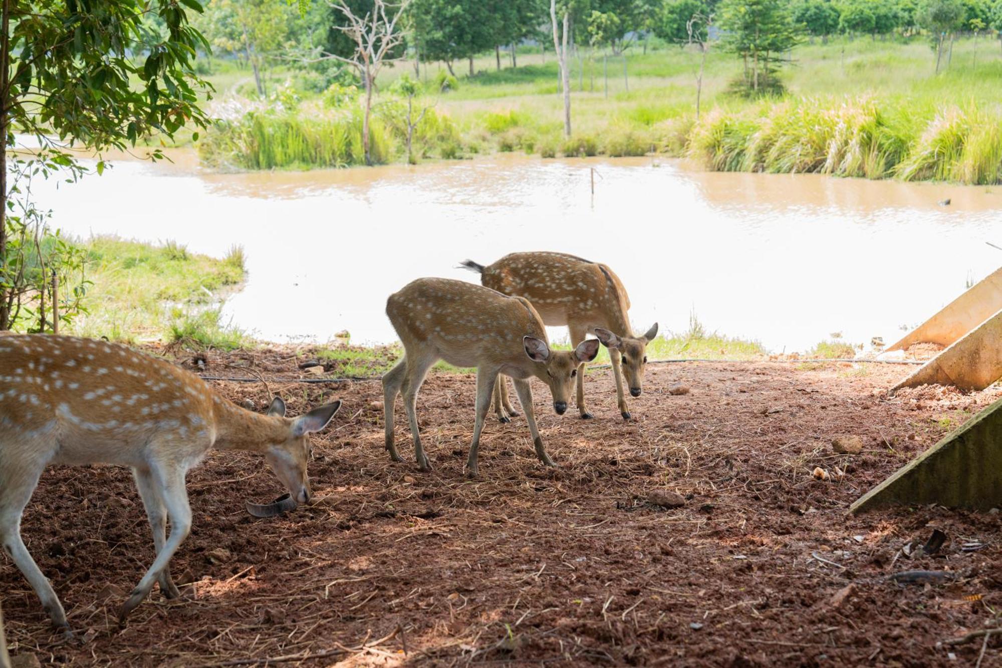 Chambok Phum Domnak Domrey Resort מראה חיצוני תמונה